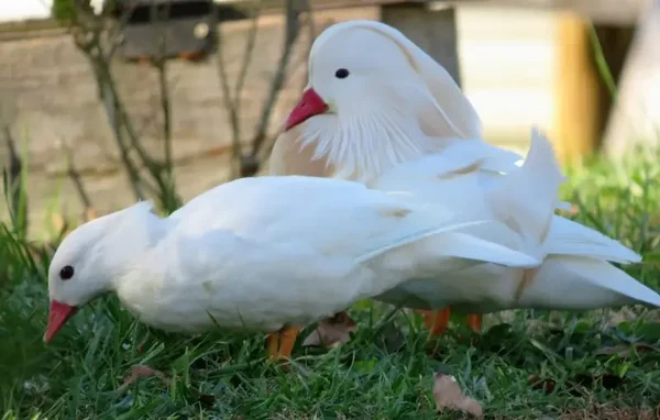 White Mandarin Ducks