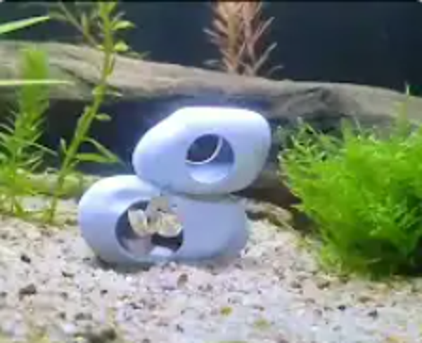 Décoration aquarium