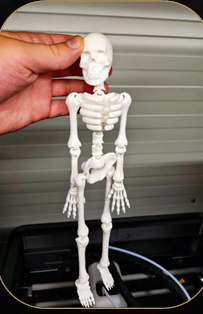 squelette articulé