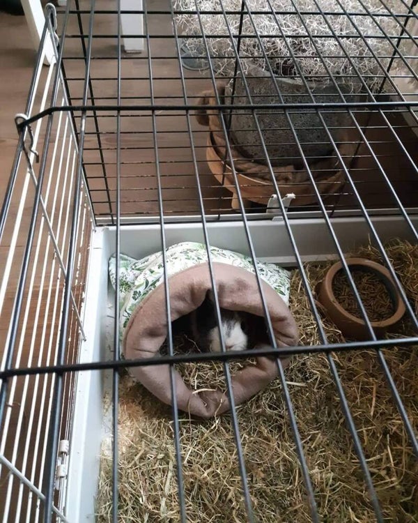 Custom cavia knuffelzak