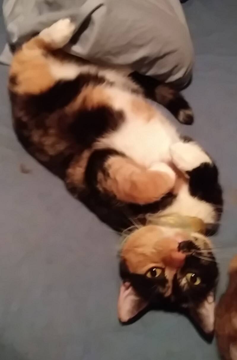 "Paint me like one of your French Kitties!"