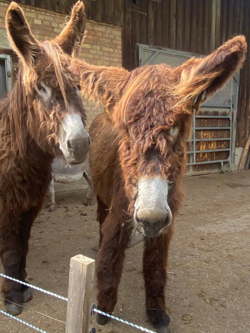 Poitou Eselfohlen, Langohr, Eselwanderungen, Naturerlebnis, Allgäu, Bodensee, Oberschwaben
