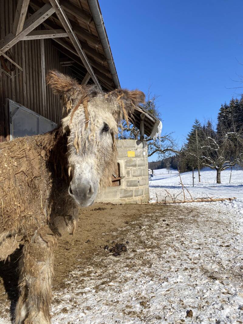 Eselwanderungen, Esel-Patenschaften, Poitou-Esel, Hausesel, Zwergesel, Amerikanischer Miniaturesel, Naturerlebnis, Magie und Freundschaft, Majestätische Esel, Leidenschaftliche Inhaberin, Naturschönheit, Liebevolle Betreuung, Einzigartige Charaktere, Gesc