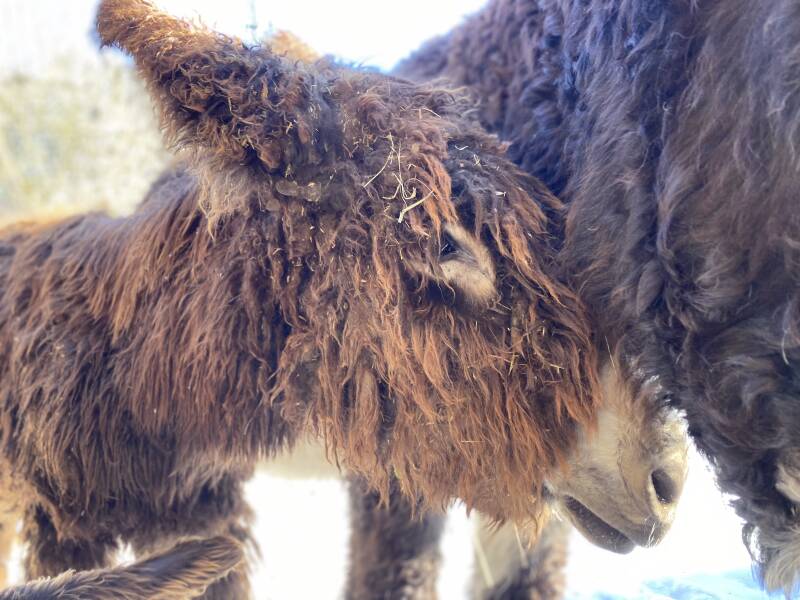 Eselwanderungen, Esel-Patenschaften, Poitou-Esel, Hausesel, Zwergesel, Amerikanischer Miniaturesel, Naturerlebnis, Magie und Freundschaft, Majestätische Esel, Leidenschaftliche Inhaberin, Naturschönheit, Liebevolle Betreuung, Einzigartige Charaktere, Gesc