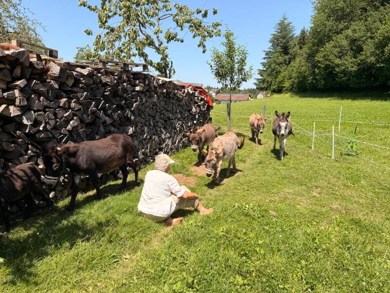 Amerikanischer Miniaturesel, Eselfohlen, Langohr, Eselwanderungen, Naturerlebnis, Allgäu, Bodensee, Oberschwaben