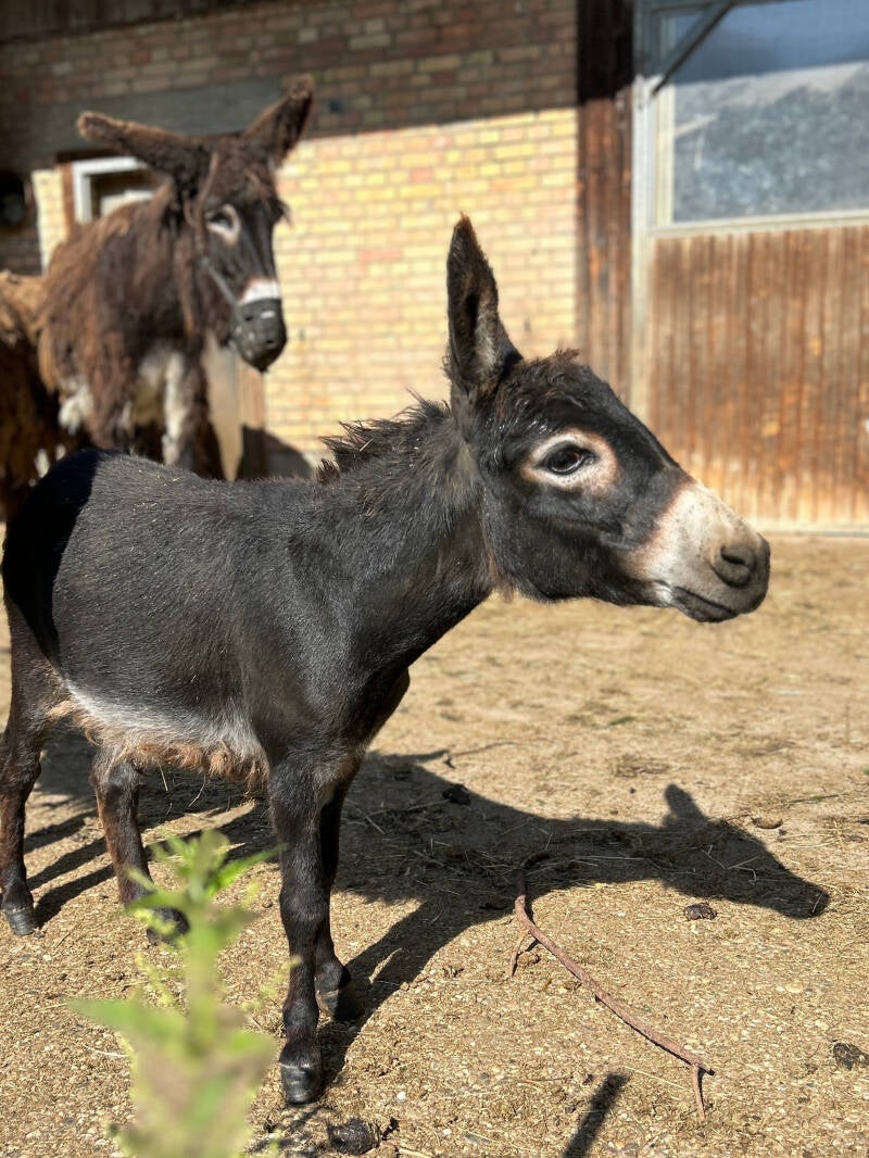 Esel-Patenschaften, Hausesel, Einzigartige Charaktere, Eselzeit-Waldburg, Zwergesel, Amerikanischer Miniaturesel,