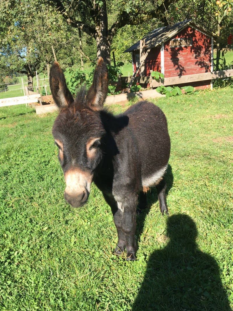 Miniaturesel, Waldburg, Berge, Patenschaft, Wandurng, Abenteuer, Ferienregion Oberschwaben, Allgäu, Bodensee
