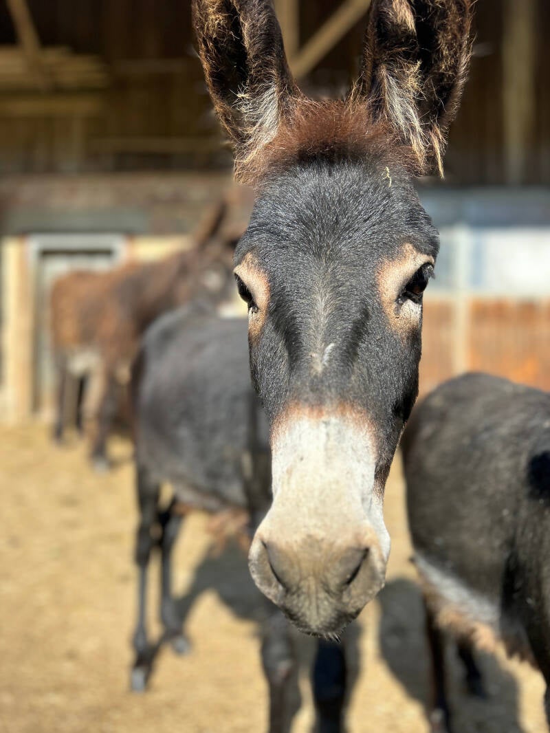 Esel-Patenschaften, Hausesel, Einzigartige Charaktere, Eselzeit-Waldburg, Zwergesel, Amerikanischer Miniaturesel,