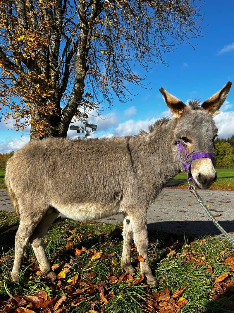 Miniaturesel, Waldburg, Berge, Buchung, Eselzeit-Waldburg, Abenteuer, Ferienregion Oberschwaben, Allgäu, Bodensee
