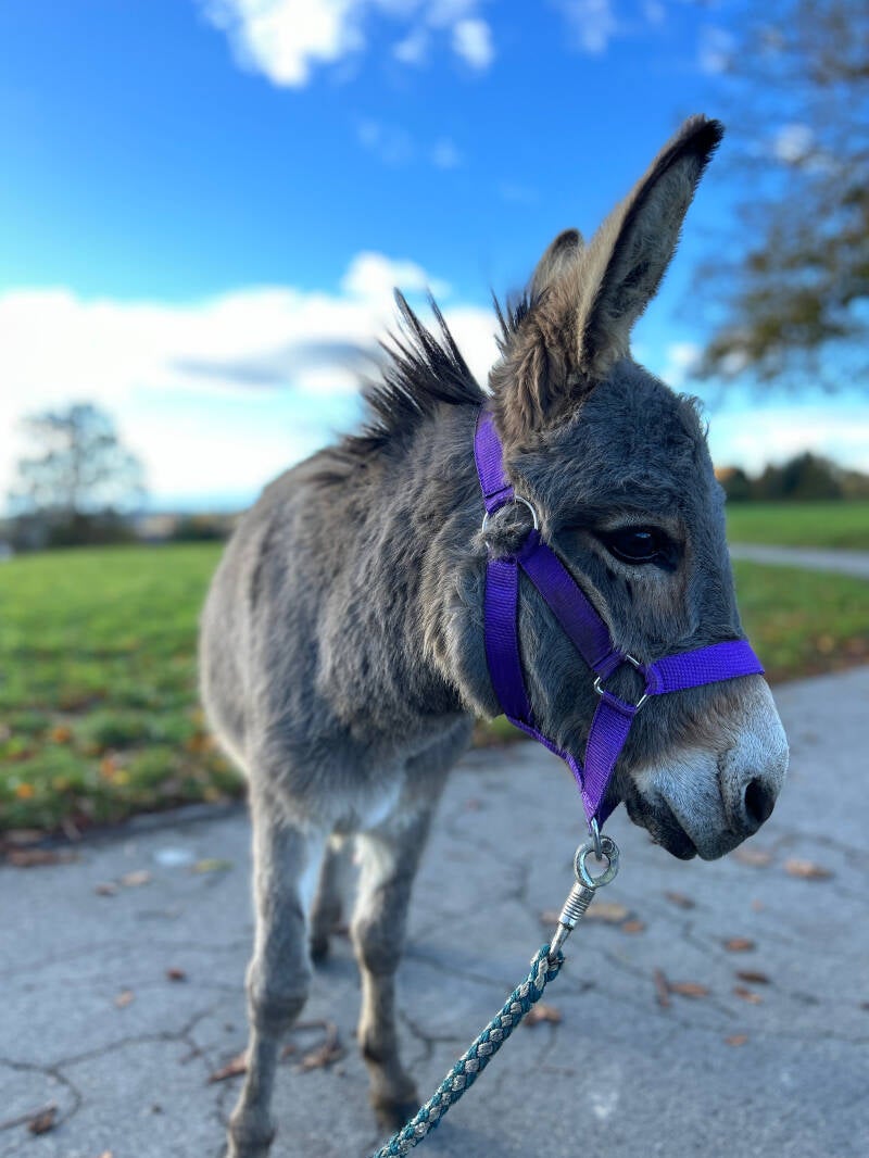 Miniaturesel, Waldburg, Berge, Buchung, Eselzeit-Waldburg, Abenteuer, Ferienregion Oberschwaben, Allgäu, Bodensee
