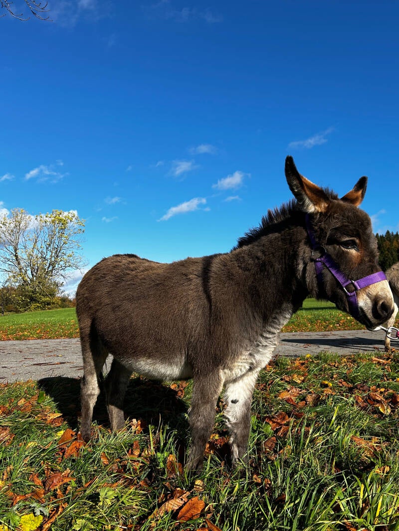 Miniaturesel, Waldburg, Berge, Patenschaft, Wandurng, Abenteuer, Ferienregion Oberschwaben, Allgäu, Bodensee