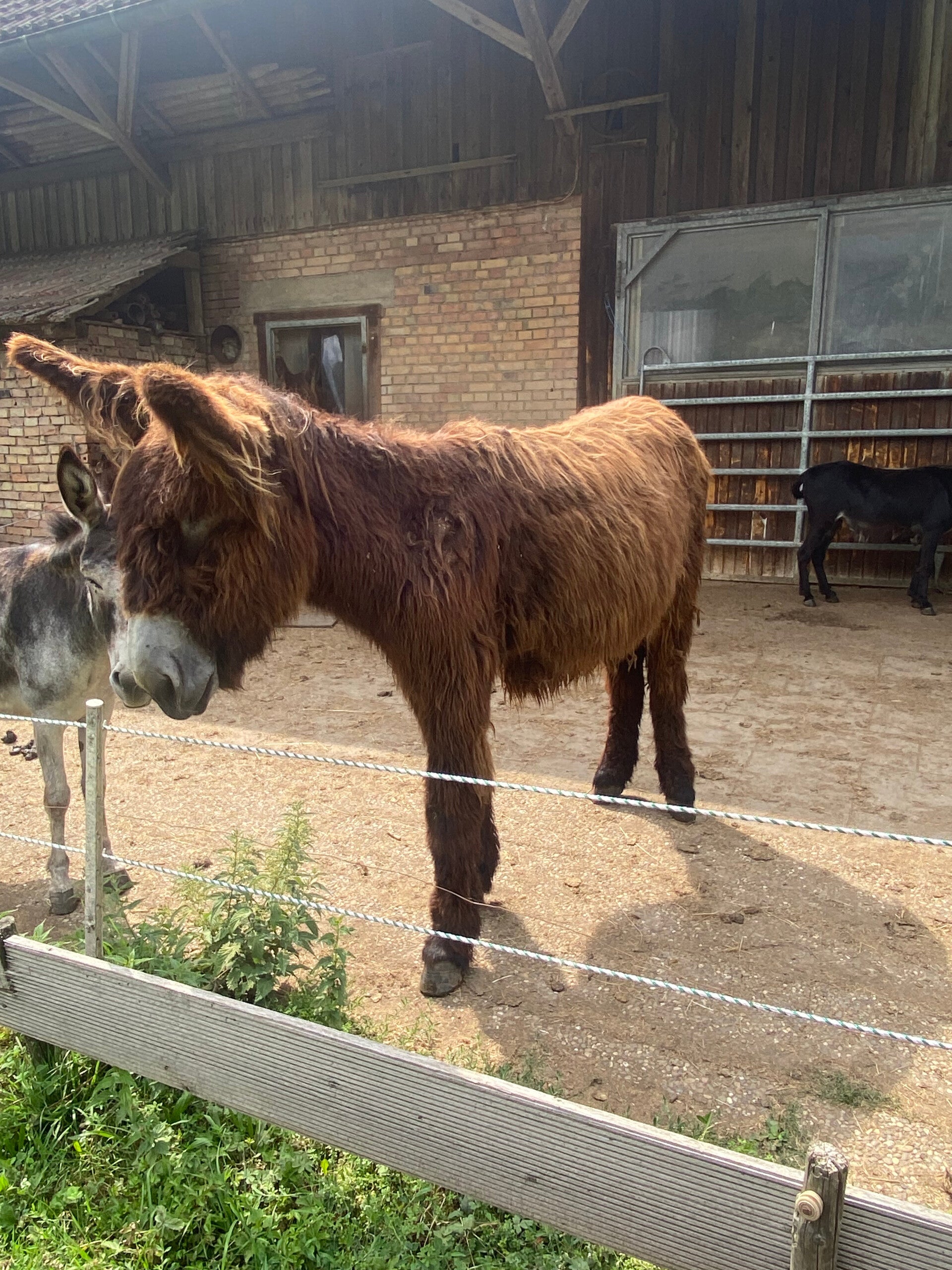 Poitou Eselfohlen, Langohr, Eselwanderungen, Naturerlebnis, Allgäu, Bodensee, Oberschwaben