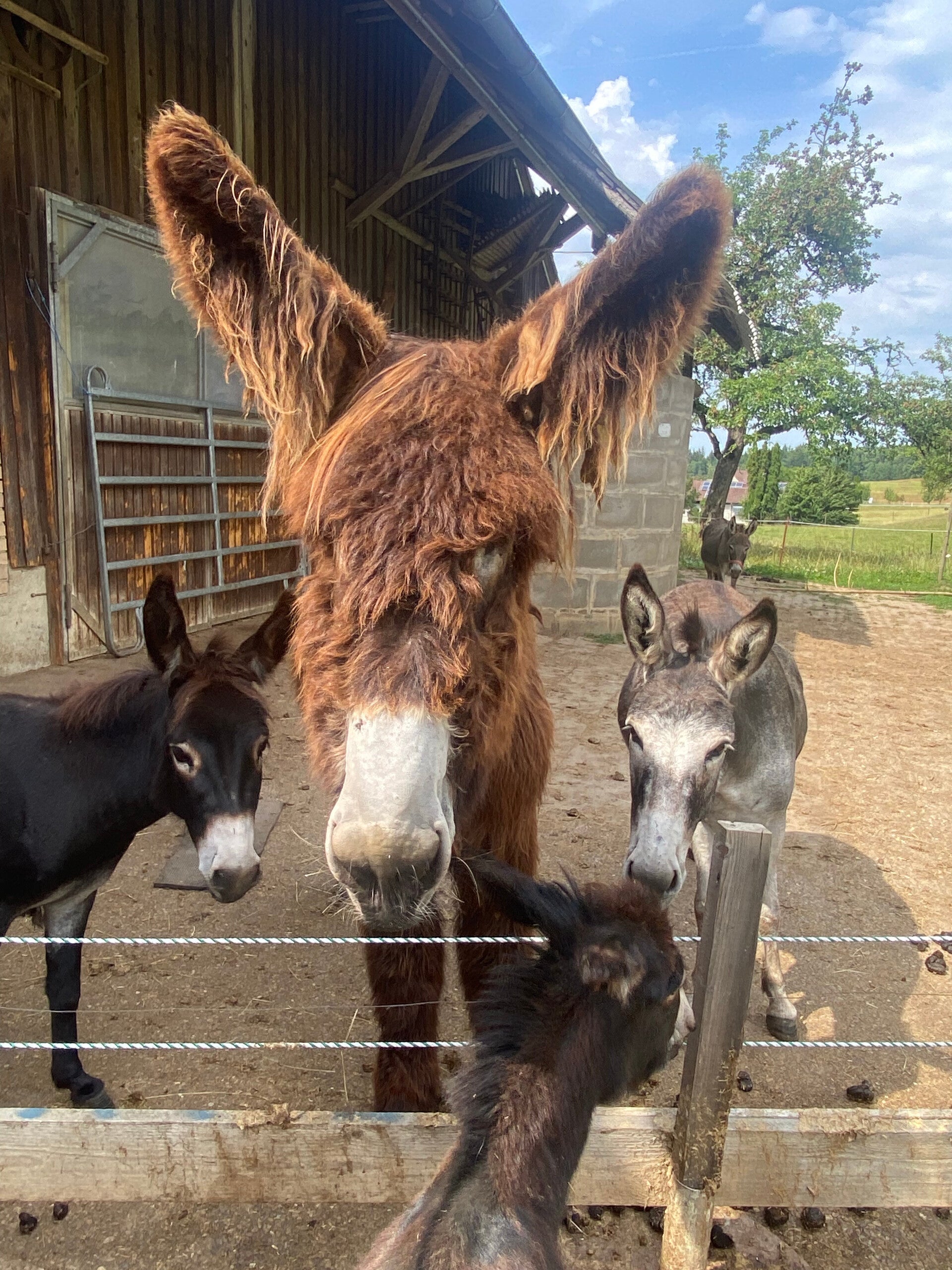 Poitou Eselfohlen, Langohr, Eselwanderungen, Naturerlebnis, Allgäu, Bodensee, Oberschwaben