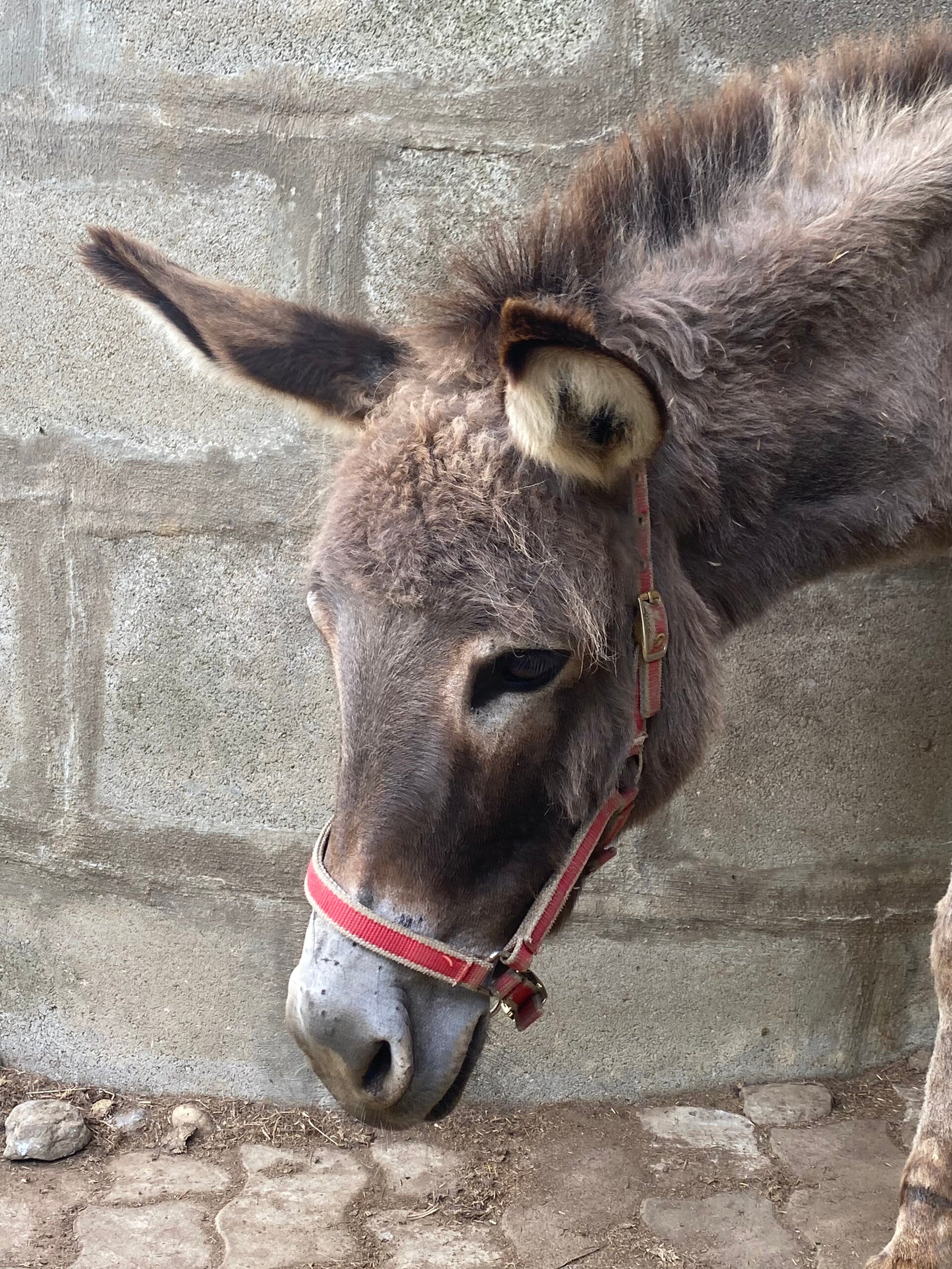 Zwerg-Pony, Belinda, Ponyreiten, Tierwanderung, Ponywanderung, Pferde,
