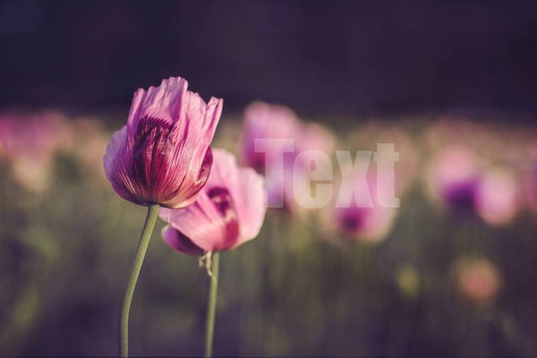 Schlaf-Mohn