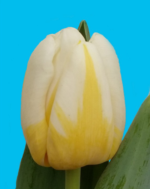 Antarctica Flame