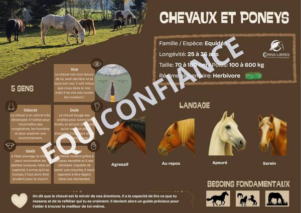 Planche "cheval/poney