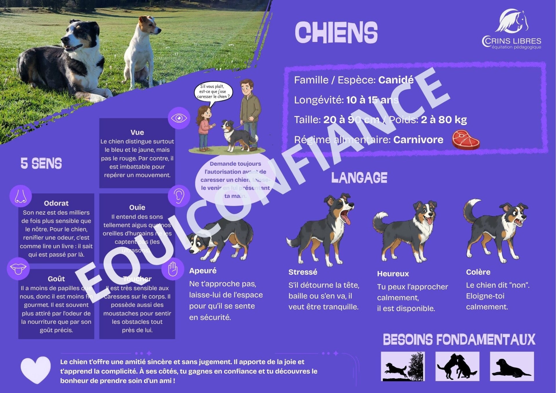 Planche "Chien"