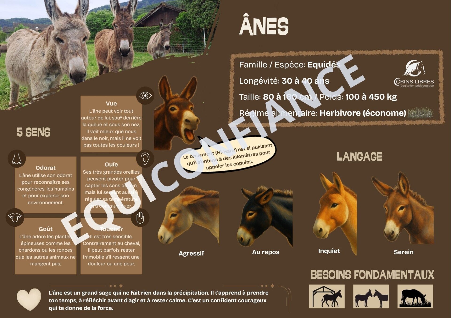 Planche l'âne