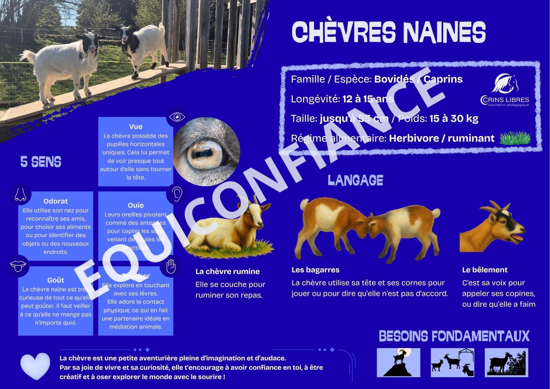 Planche "chèvres naines"