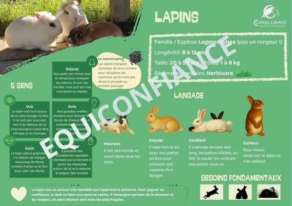 Panneau "lapins"