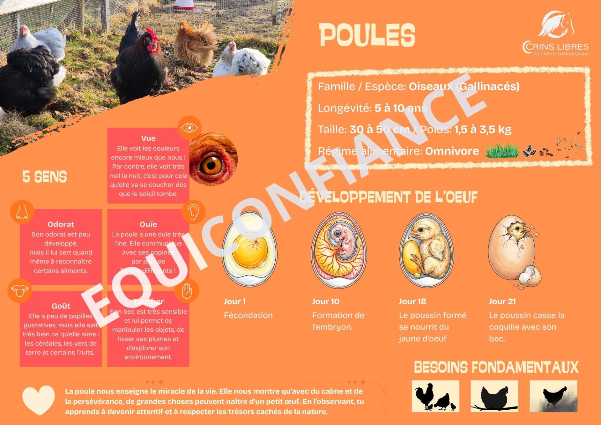 Planche "poules"