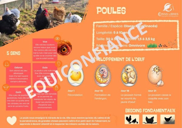 Planche "poules"