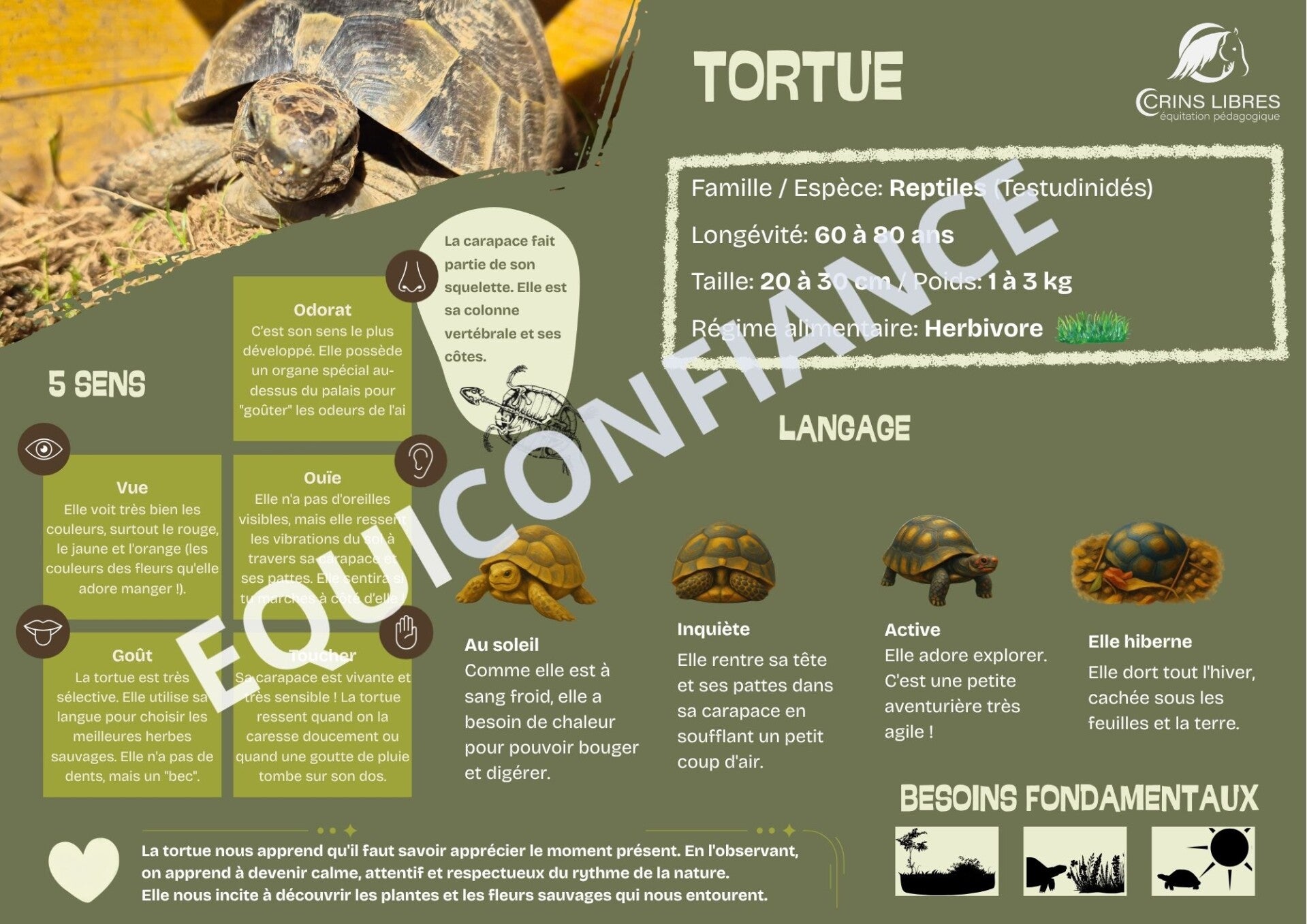 Planche "tortues"