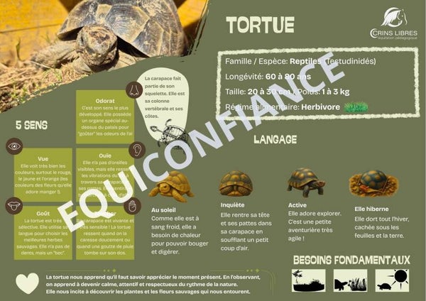Planche "tortues"