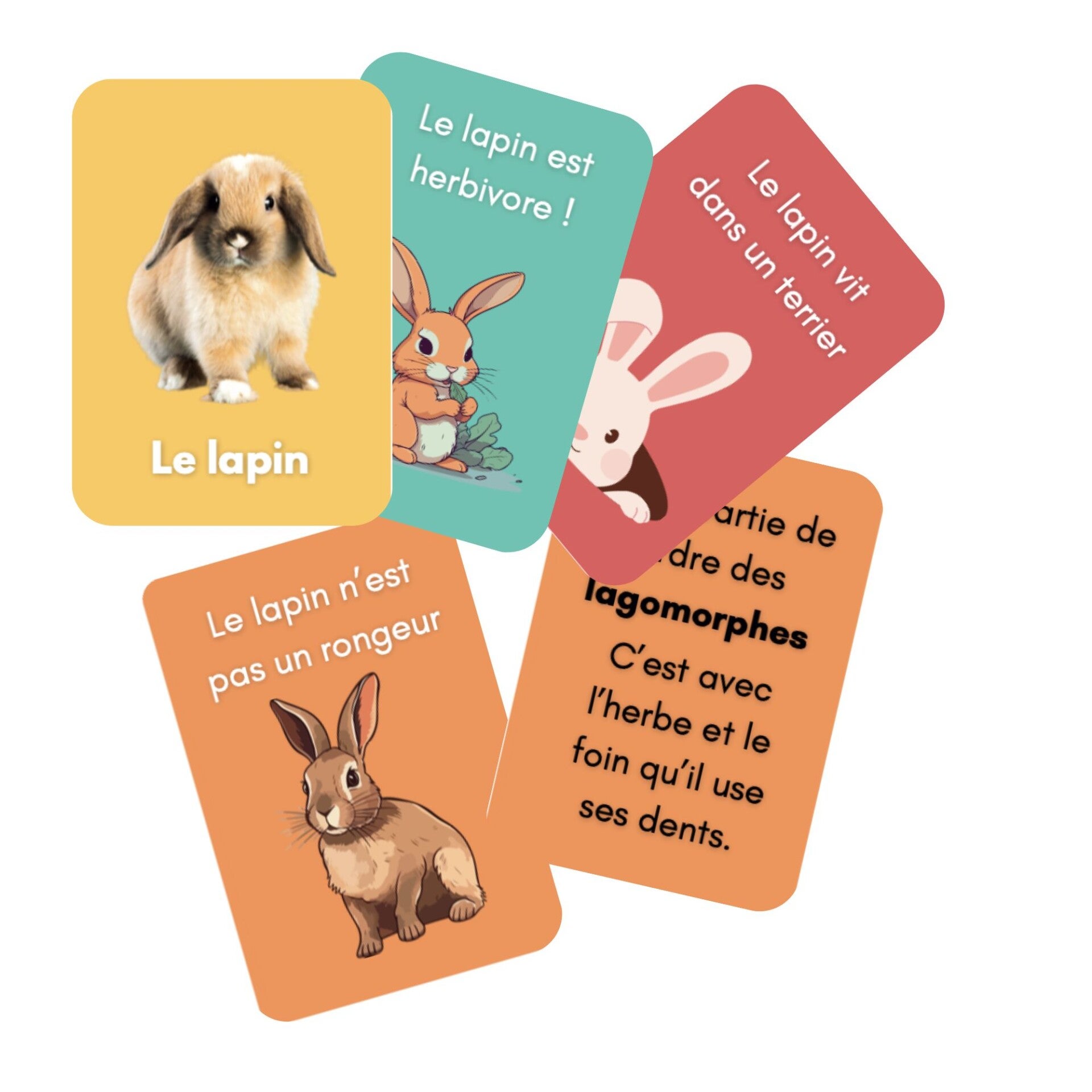 Cartes connaissance lapin