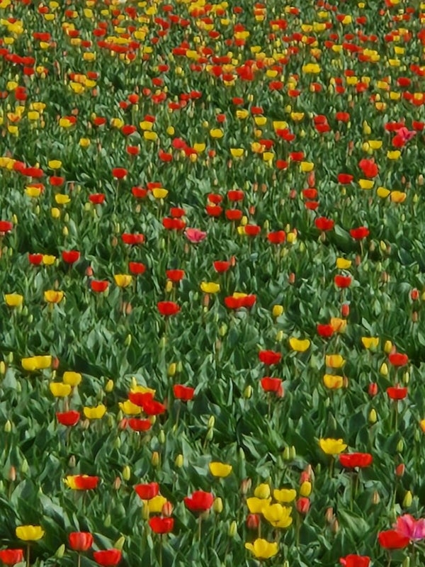 FLOWERBULBS-LISSE.NL