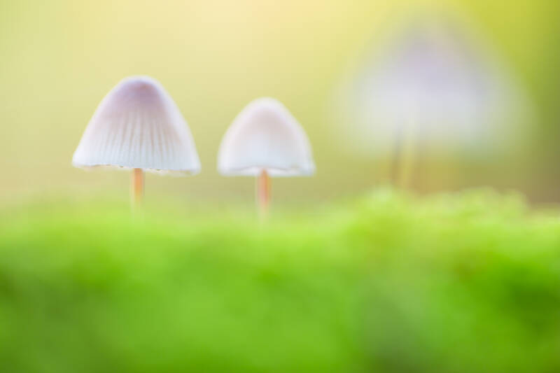 toadstools-1.jpg