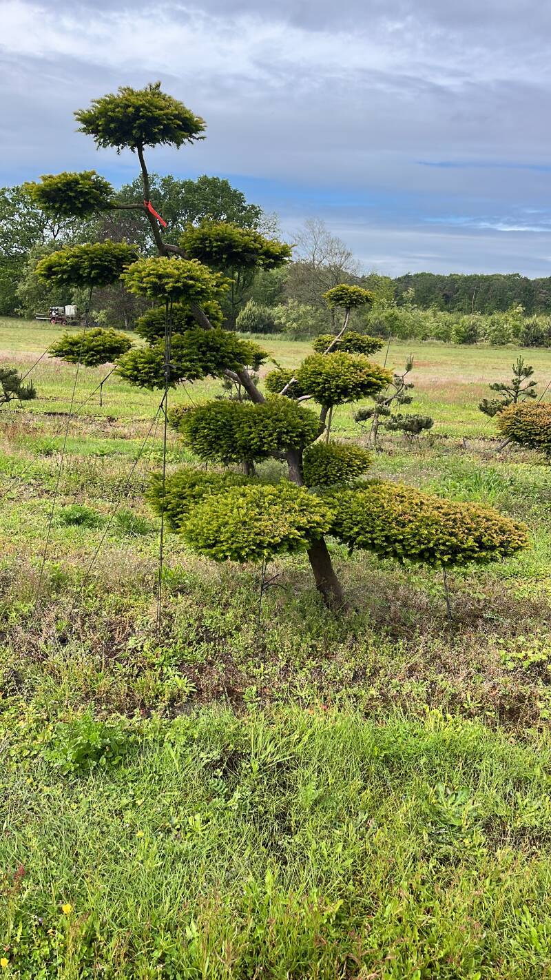 tuinbonsai taxus