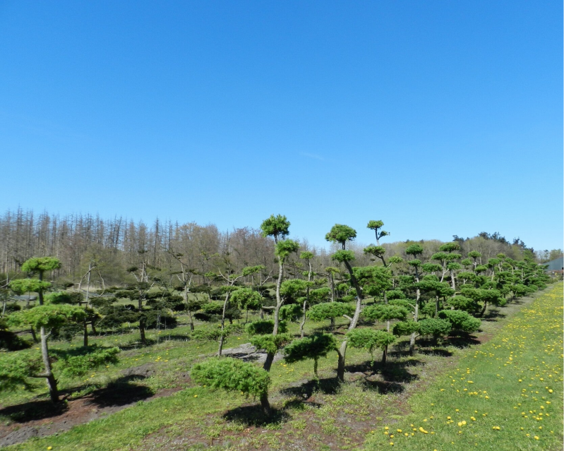tuinbonsai larix kaempferi