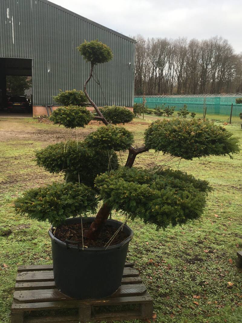tuinbonsai taxus