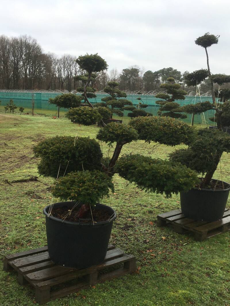 tuinbonsai taxus