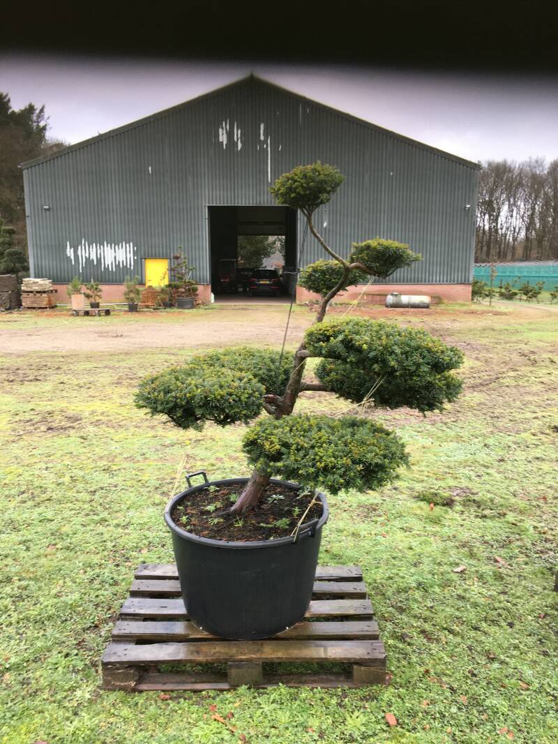 tuinbonsai taxus