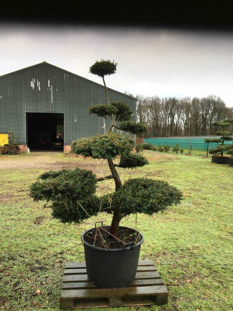niwaki taxus