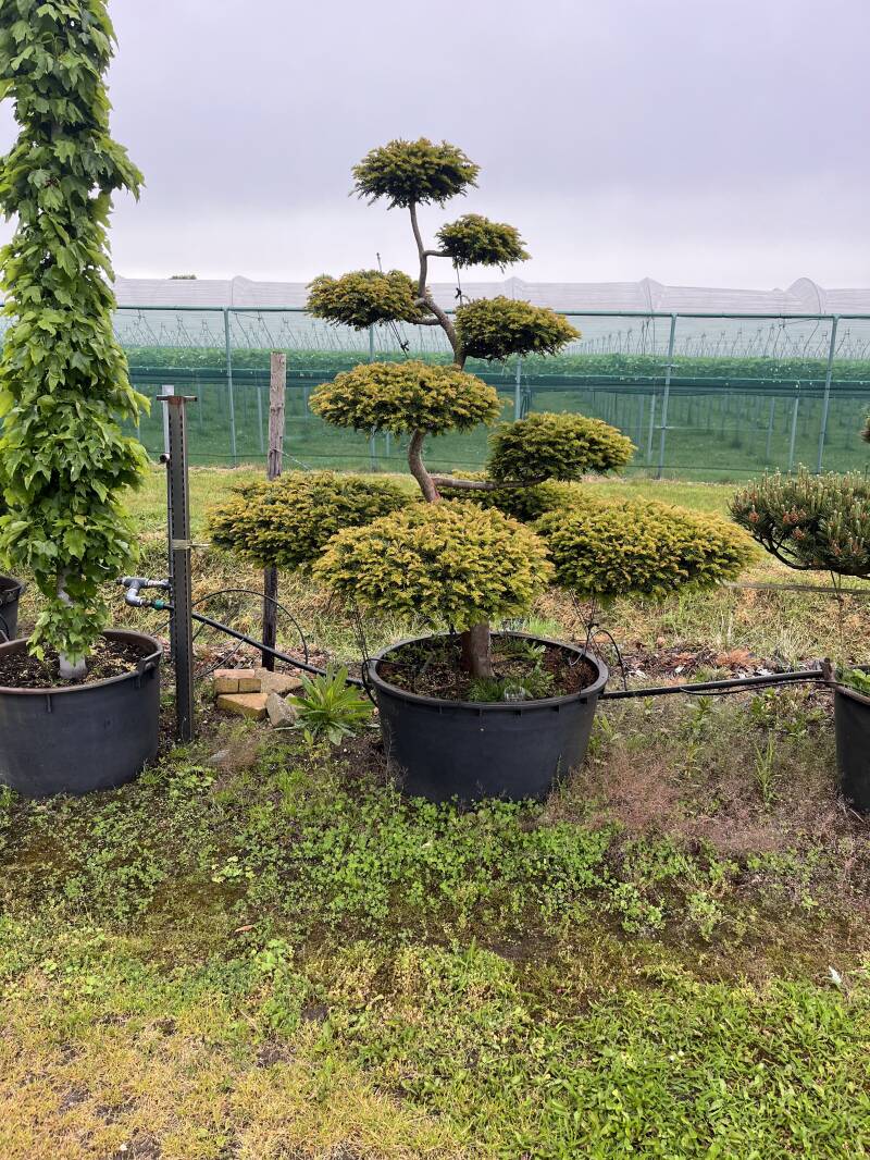 niwaki taxus