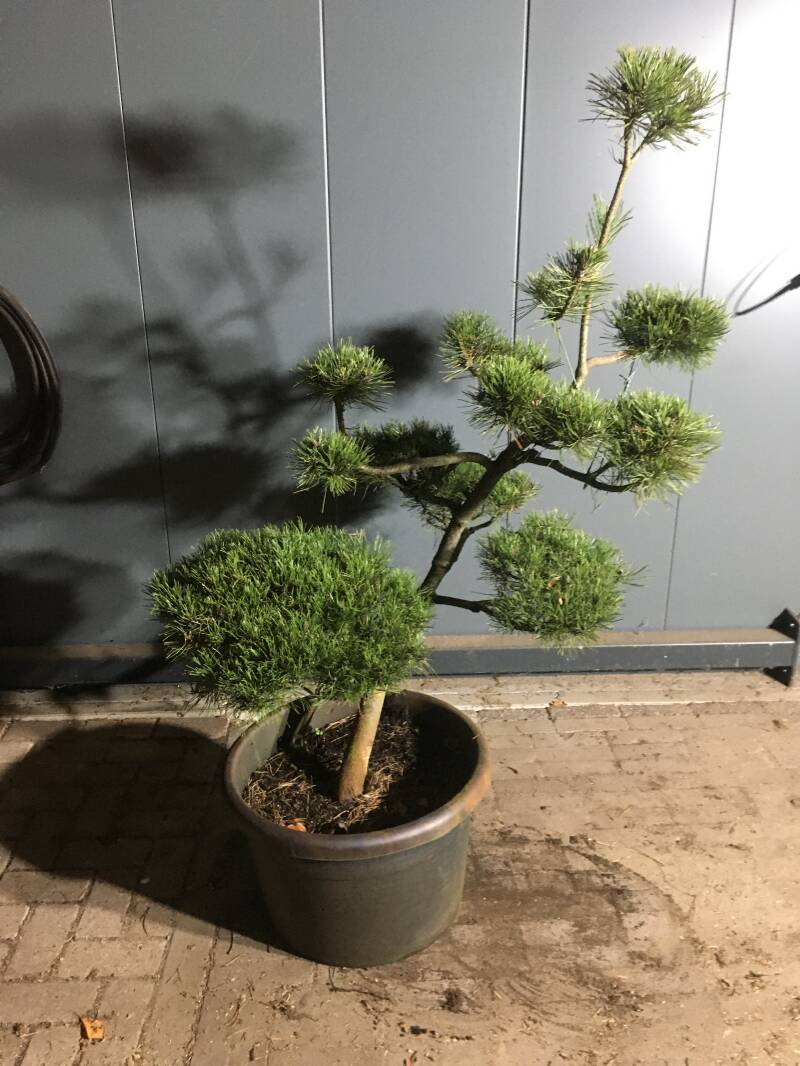 niwaki pinus mugo uncinata