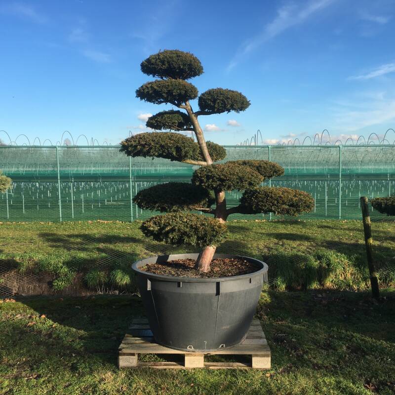 tuinbonsai taxus baccata