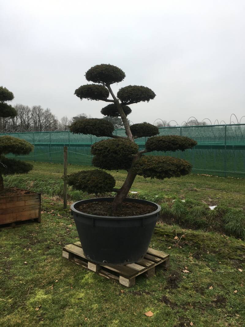 tuinbonsai taxus HQ