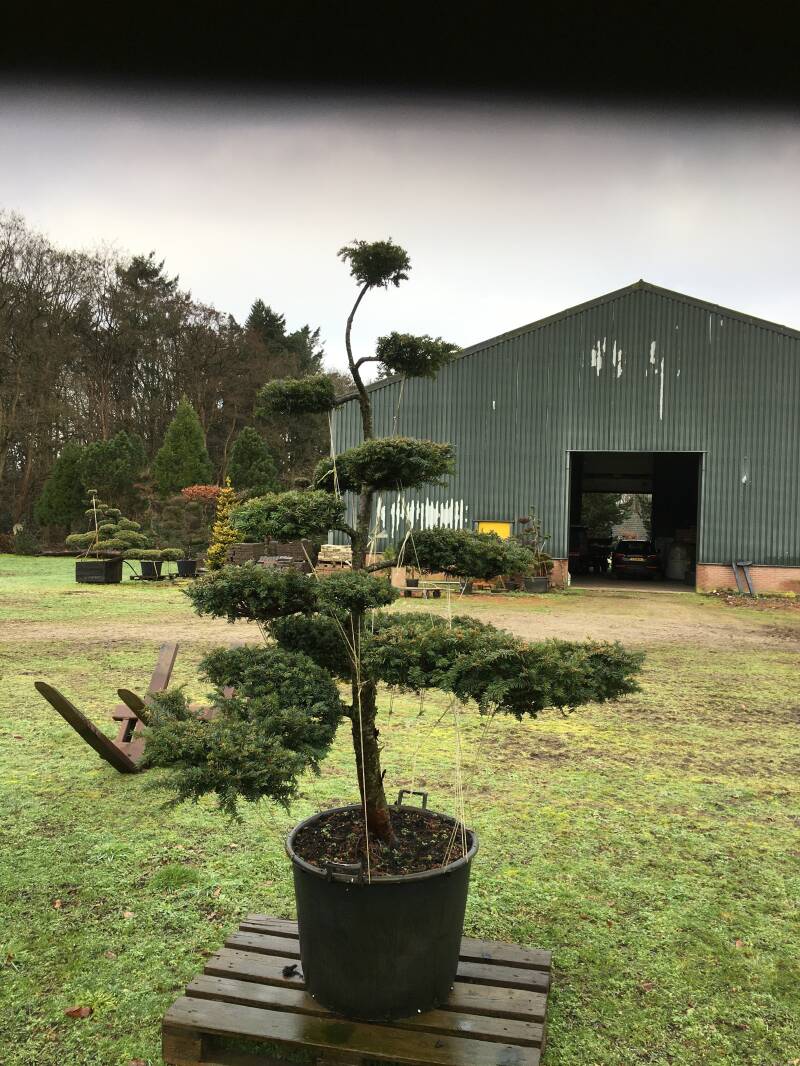 niwaki taxus