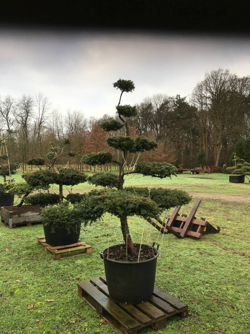 niwaki taxus