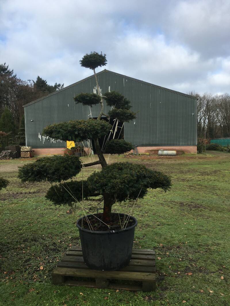 niwaki taxus