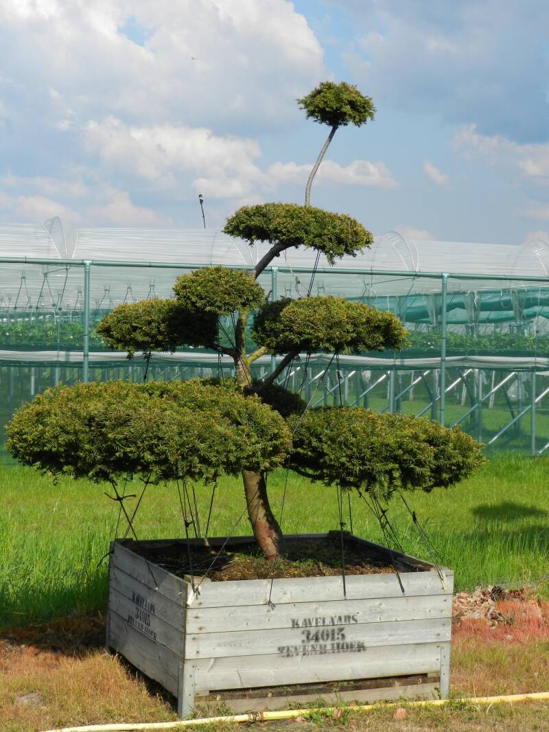 niwaki taxus