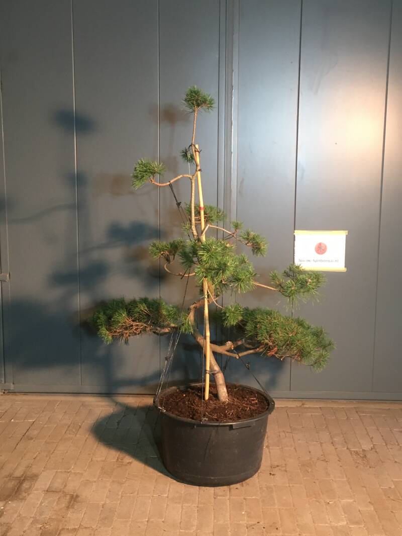 bonsai pinus