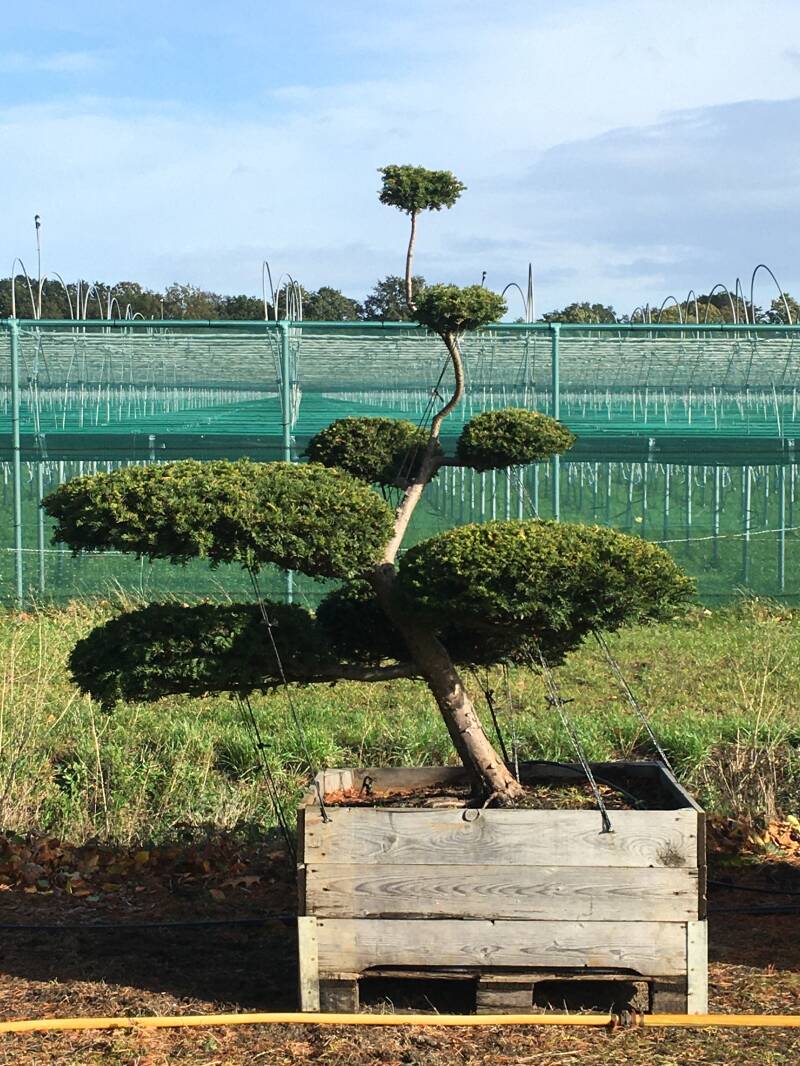 niwaki taxus