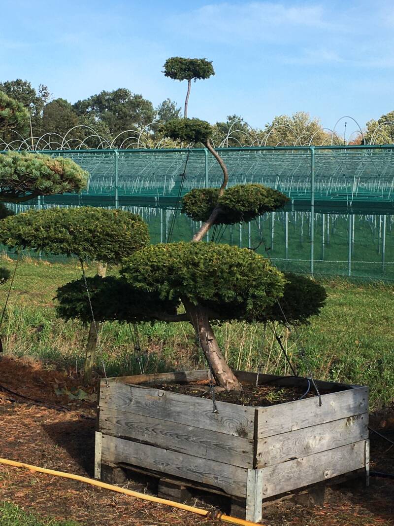 bonsai taxus