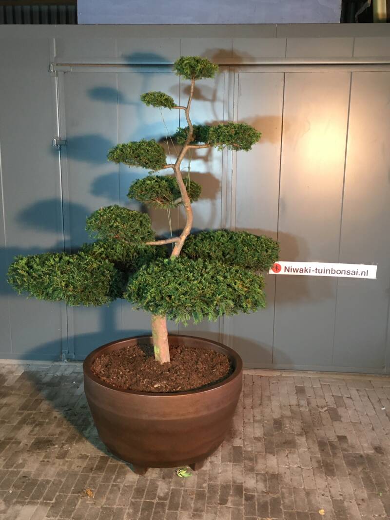 tuinbonsai taxus